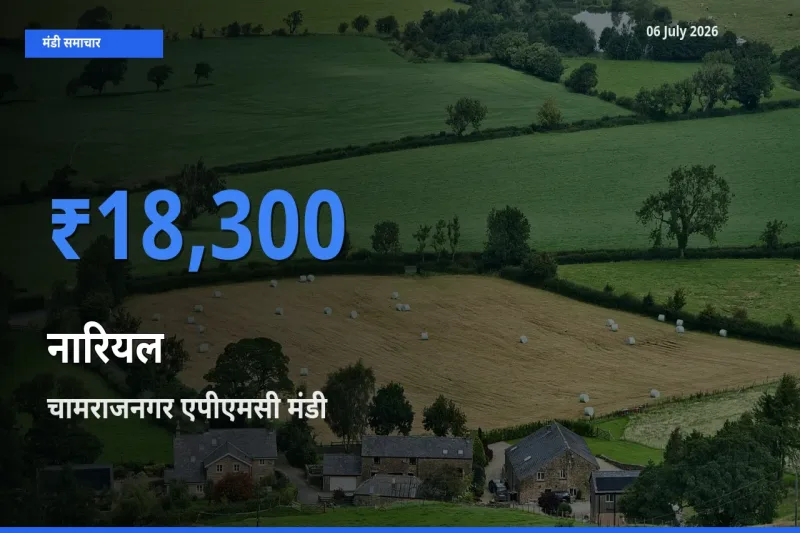 चामराजनगर एपीएमसी मंडी में आज नारियल के सबसे ऊँचे दाम दर्ज