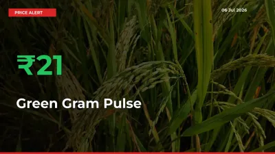 Sudden 21.17% Rally in Green Gram Pulse Prices Across Mandis