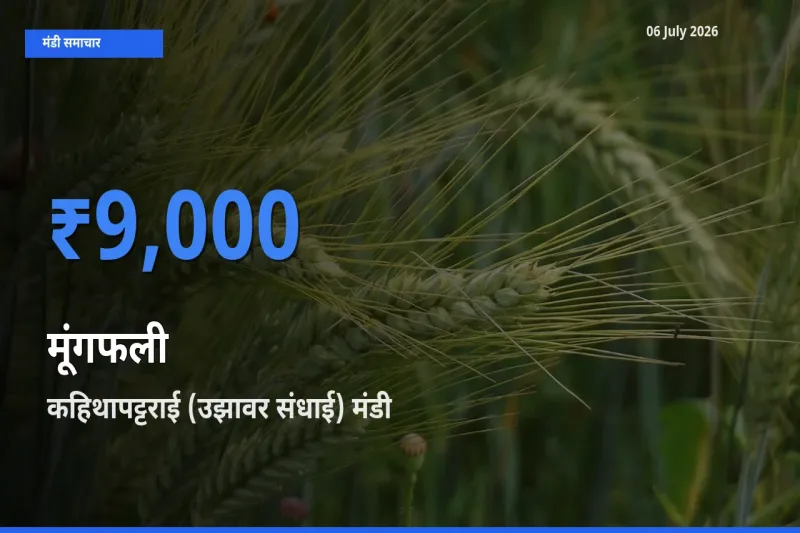 किसानों की पसंद बना कहिथापट्टराई (उझावर संधाई), मूंगफली के सबसे अच्छे दाम