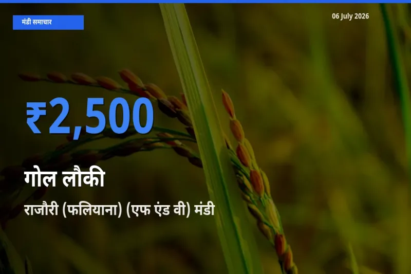 राजौरी (फलियाना) (एफ एंड वी) मंडी में गोल लौकी ₹2,500 पर पहुँचा – आज का सर्वोच्च भाव