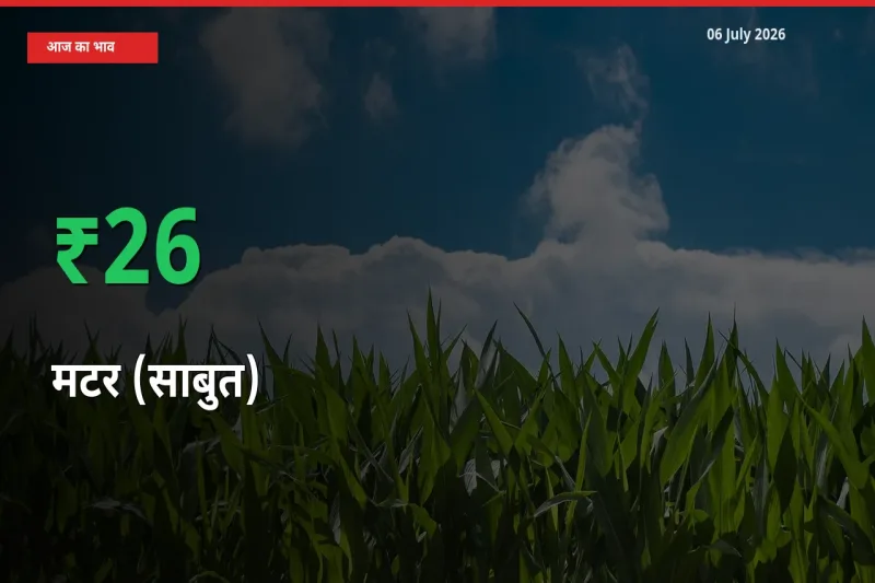 06 July अपडेट: मटर (साबुत) के दाम मंडी में 25.81% उछले