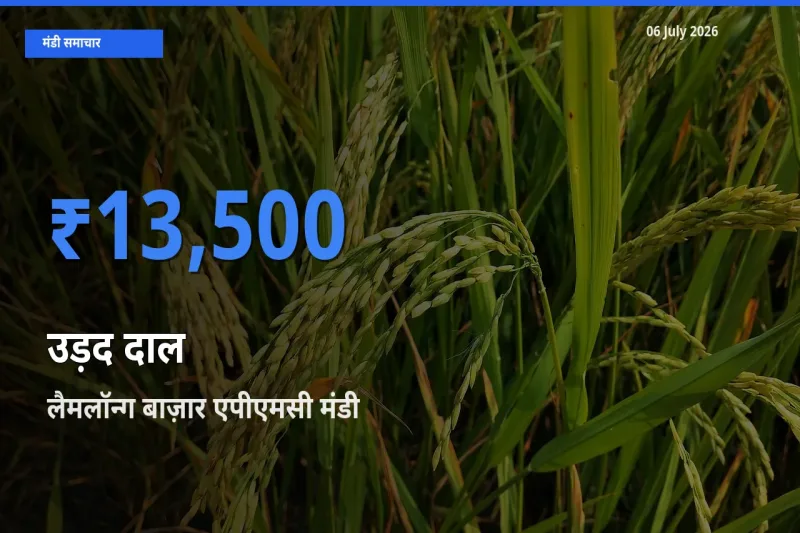 06 July अपडेट: उड़द दाल के सबसे ऊँचे दाम लैमलॉन्ग बाज़ार एपीएमसी मंडी में