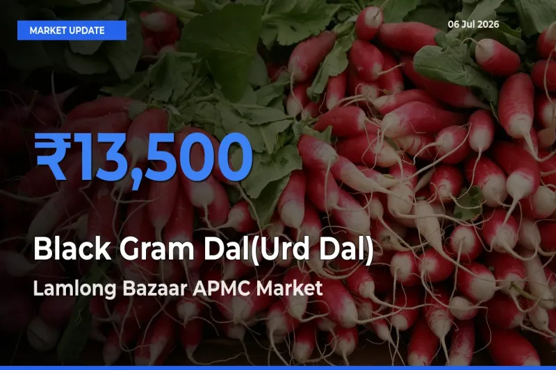 Lamlong Bazaar APMC Tops Black Gram Dal(Urd Dal) Mandi Rates Today