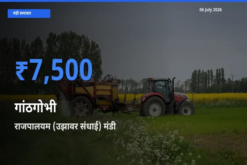 किसानों की पसंद बना राजपालयम (उझावर संधाई), गांठगोभी के सबसे अच्छे दाम