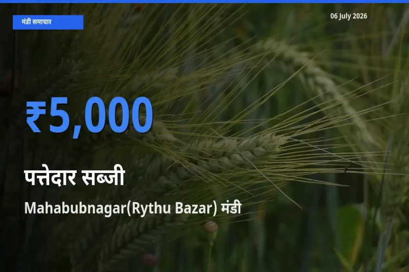 बाज़ार संकेत: Mahabubnagar(Rythu Bazar) बना पत्तेदार सब्जी के लिए आज की टॉप मंडी
