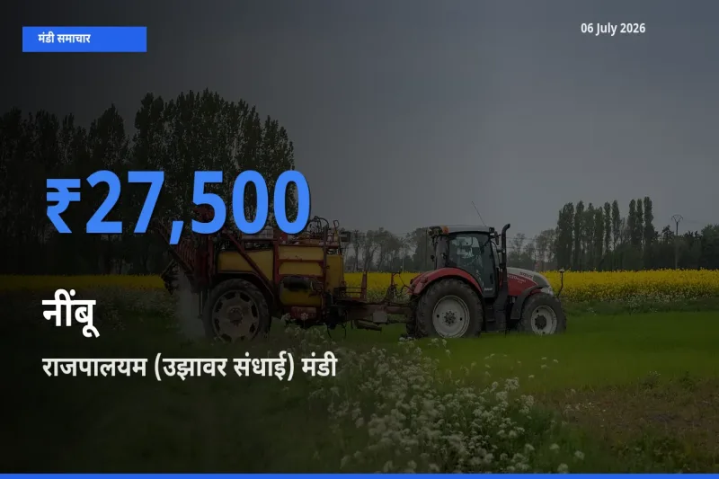 राजपालयम (उझावर संधाई) मंडी में नींबू ₹27,500 पर पहुँचा – आज का सर्वोच्च भाव