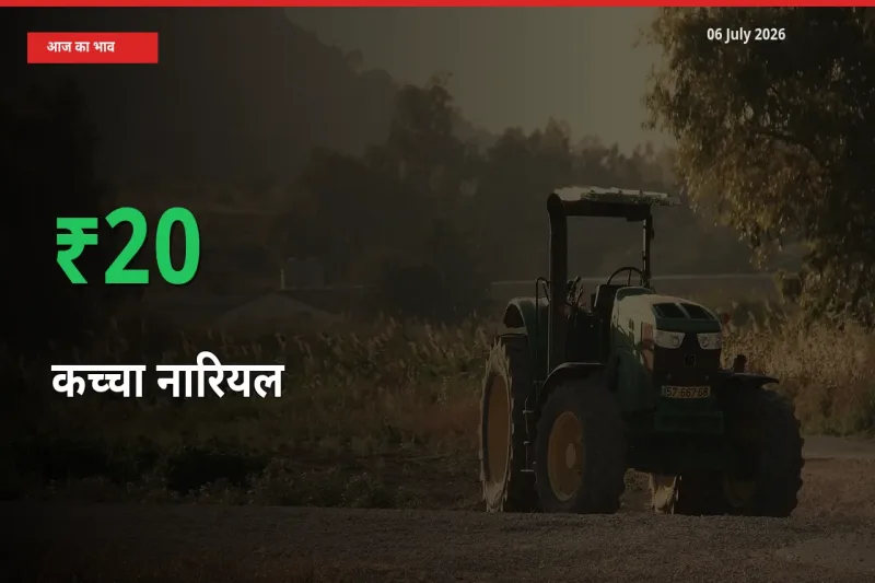 कच्चा नारियल 20.49% उछला, मंडी