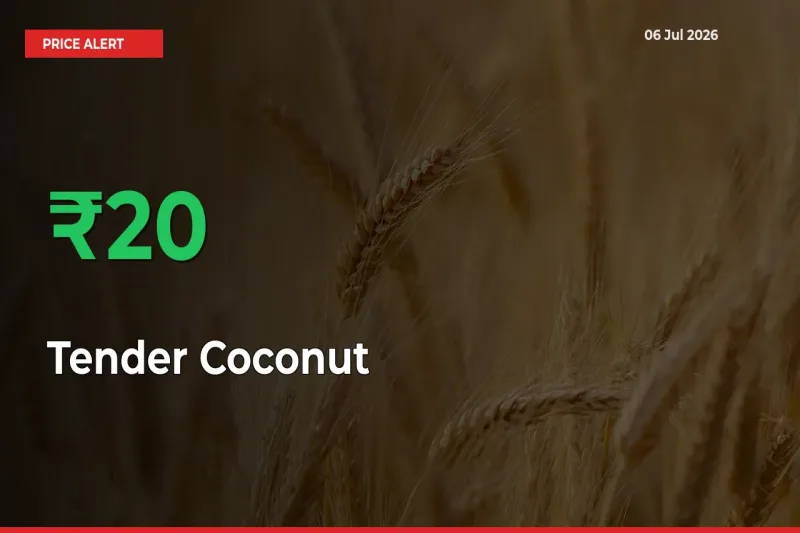 Sudden 20.49% Rally in Tender Coconut Prices Across Mandis