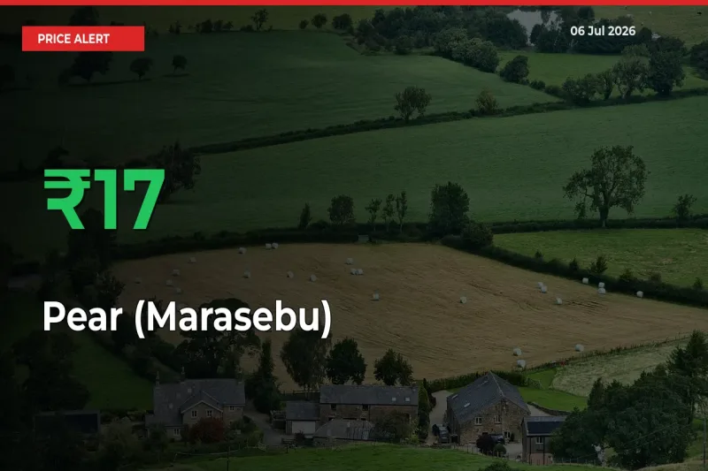 Pear (Marasebu) Mandi Rate Today: Prices Jump 17.45% at Market