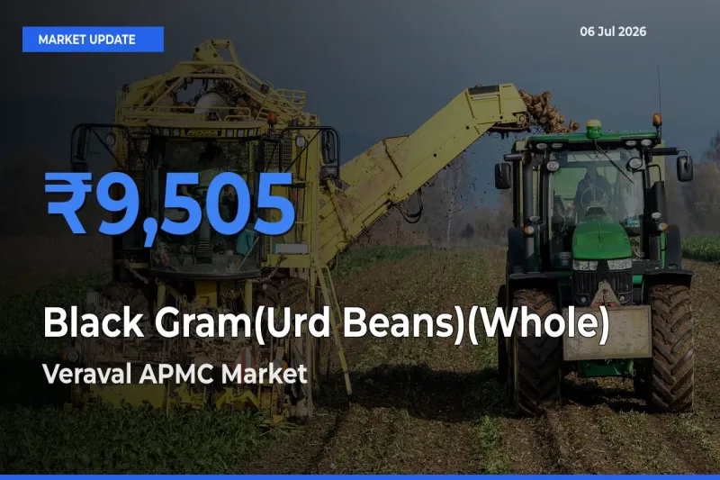 Veraval APMC Records Highest ₹9,505 Rate for Black Gram(Urd Beans)(Whole)