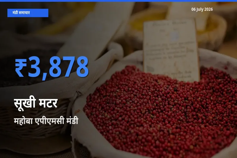 महोबा एपीएमसी में सूखी मटर का आज सबसे ऊँचा भाव