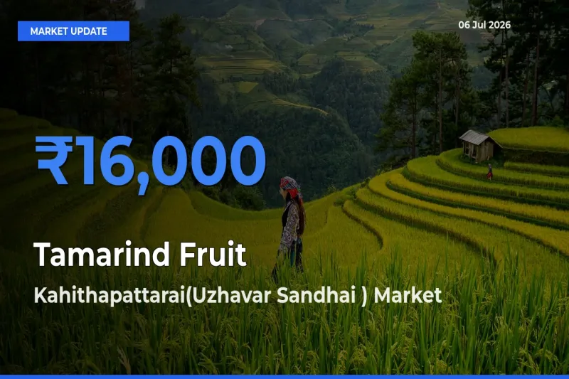 Kahithapattarai(Uzhavar Sandhai ) Leads as Top Mandi for Tamarind Fruit Prices