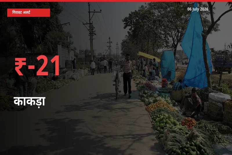 अचानक झटका! मंडी में काकड़ा के दाम 21% टूटे