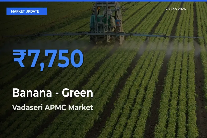 Market Watch: Vadaseri APMC Becomes Top Mandi for Banana - Green