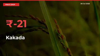 Sharp Fall! Kakada Prices Plunge 21% in a Day at Key Mandis