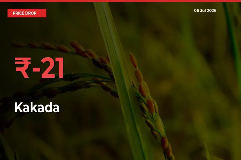 Sharp Fall! Kakada Prices Plunge 21% in a Day at Key Mandis