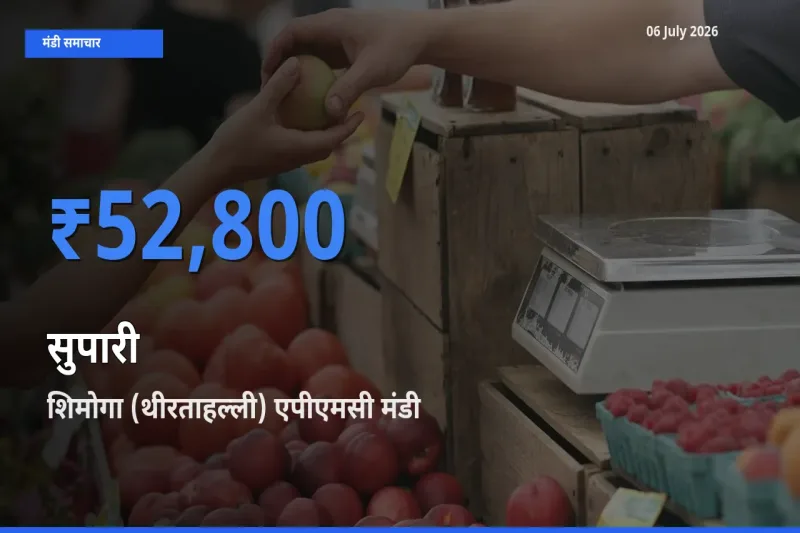आज सुपारी के सबसे ज़्यादा दाम शिमोगा (थीरताहल्ली) एपीएमसी मंडी में दर्ज