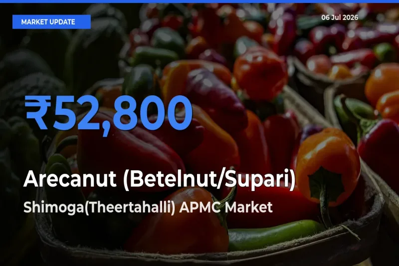 Shimoga(Theertahalli) APMC Tops Arecanut (Betelnut/Supari) Mandi Rates Today