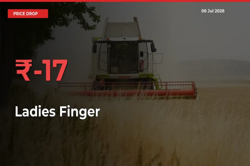 Ladies Finger Prices Drop 16.67% – July 06 Market Update from Mandis