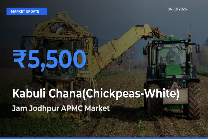 Top Performer! Jam Jodhpur APMC Offers Best Kabuli Chana(Chickpeas-White) Price Today