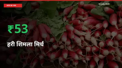 अचानक तेजी! मंडी में हरी शिमला मिर्च के दाम 52.99% चढ़े