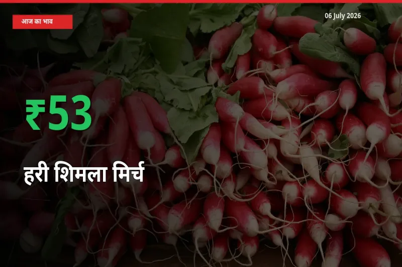 अचानक तेजी! मंडी में हरी शिमला मिर्च के दाम 52.99% चढ़े