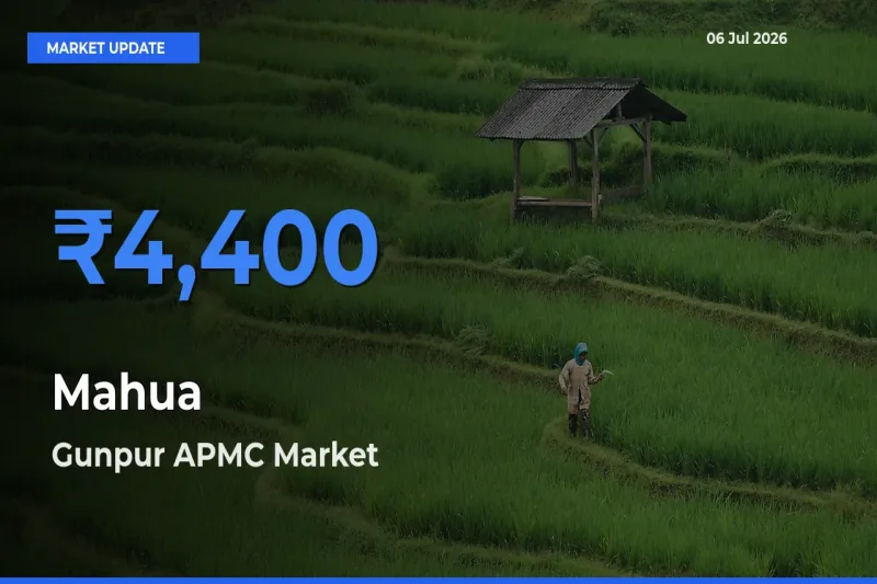 Market Watch: Gunpur APMC Becomes Top Mandi for Mahua