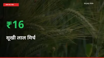 06 July अपडेट: सूखी लाल मिर्च के दाम मंडी में 16.05% उछले