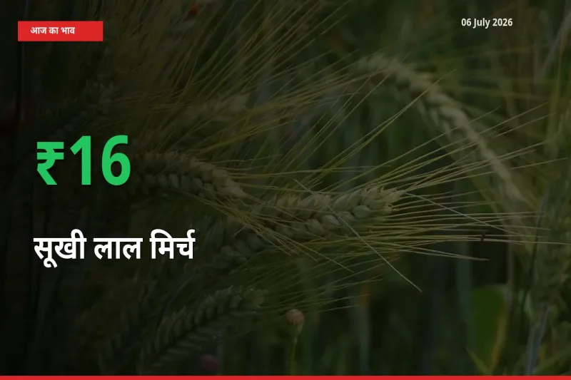 06 July अपडेट: सूखी लाल मिर्च के दाम मंडी में 16.05% उछले