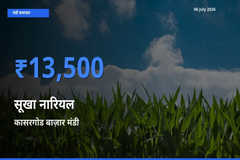 आज का मंडी भाव: सूखा नारियल के सबसे ज़्यादा दाम कासरगोड बाज़ार में
