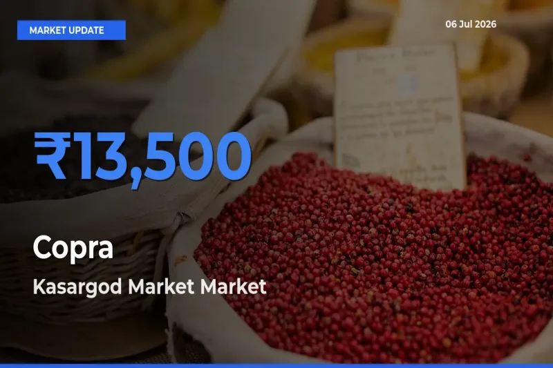 Market Watch: Kasargod Market Becomes Top Mandi for Copra
