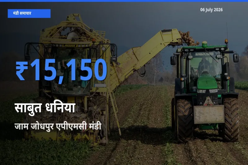 जाम जोधपुर एपीएमसी में साबुत धनिया का आज सबसे ऊँचा भाव
