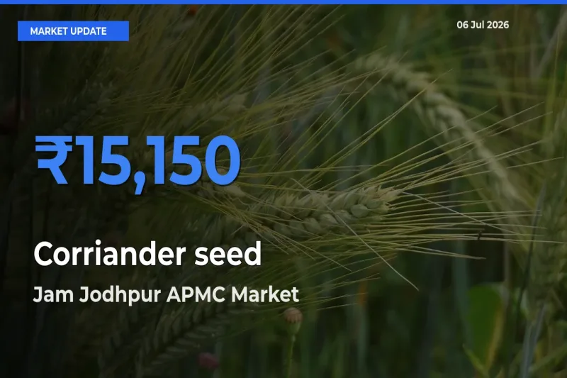 Market Watch: Jam Jodhpur APMC Becomes Top Mandi for Corriander seed