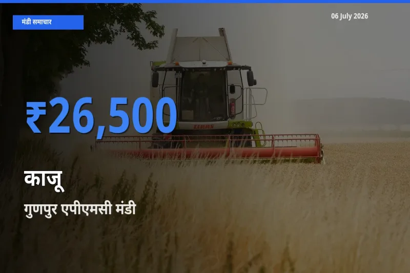 किसानों की पसंद बना गुणपुर एपीएमसी, काजू के सबसे अच्छे दाम