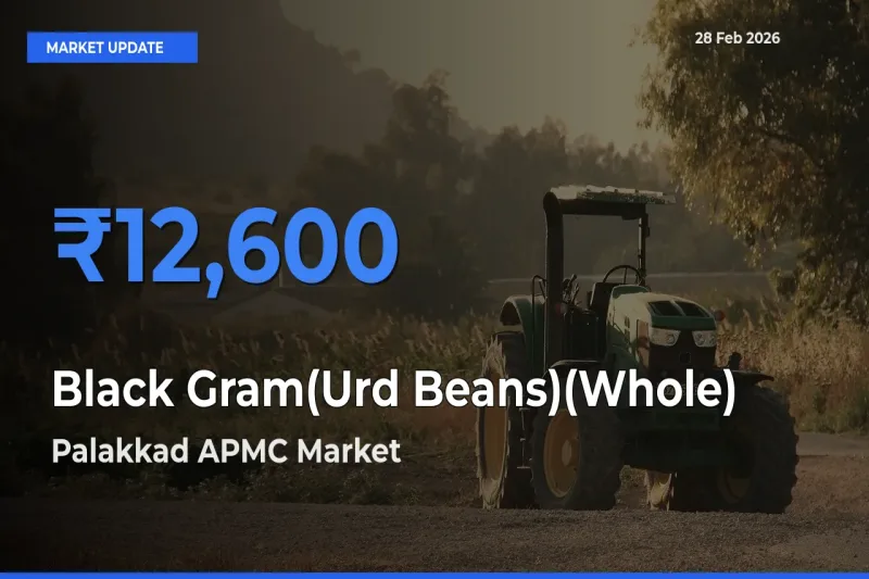 Top Performer! Palakkad APMC Offers Best Black Gram(Urd Beans)(Whole) Price Today