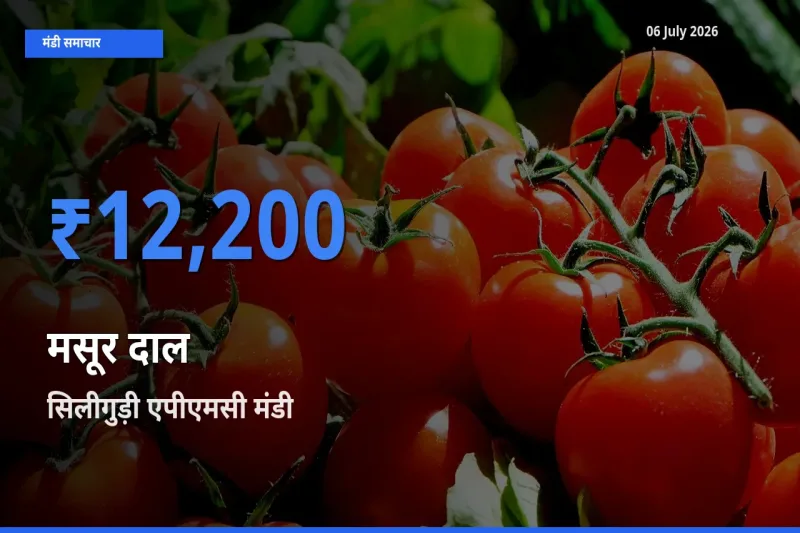 आज का मंडी भाव: मसूर दाल के सबसे ज़्यादा दाम सिलीगुड़ी एपीएमसी में
