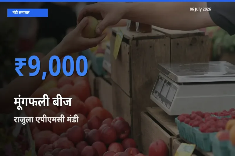 आज मूंगफली बीज के सबसे ज़्यादा दाम राजुला एपीएमसी मंडी में दर्ज
