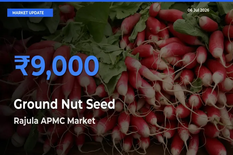 Rajula APMC Emerges as Top Mandi for Ground Nut Seed Prices Today