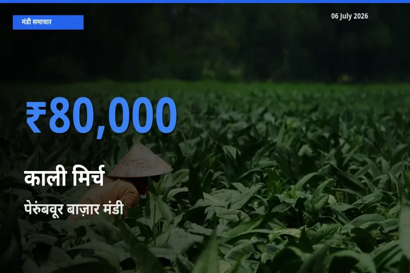 बाज़ार संकेत: पेरुंबवूर बाज़ार बना काली मिर्च के लिए आज की टॉप मंडी