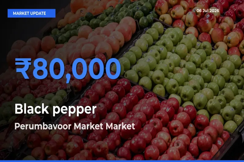 Perumbavoor Market Records Highest ₹80,000 Rate for Black pepper