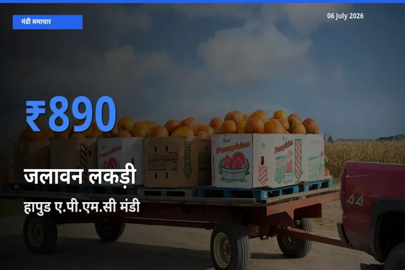 हापुड ए.पी.एम.सी मंडी में आज जलावन लकड़ी के सबसे ऊँचे दाम दर्ज
