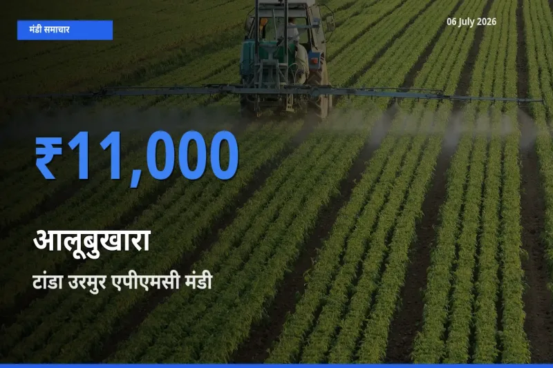 आज आलूबुखारा के सबसे ज़्यादा दाम टांडा उरमुर एपीएमसी मंडी में दर्ज