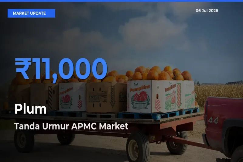 Plum Mandi Rate Today: Tanda Urmur APMC Tops the List