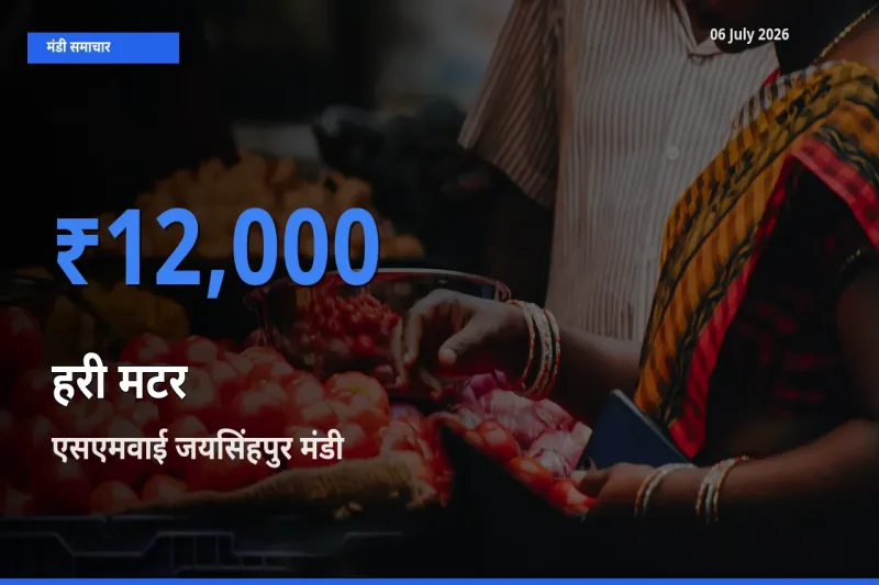 आज हरी मटर के सबसे ऊँचे दाम ₹12,000 एसएमवाई जयसिंहपुर मंडी में