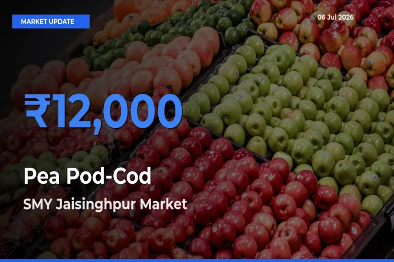 SMY Jaisinghpur Records Highest ₹12,000 Rate for Pea Pod-Cod
