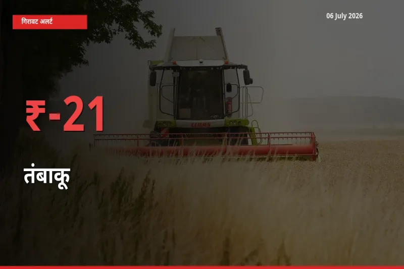 06 July अपडेट: तंबाकू के दाम मंडी में 20.8% गिरे