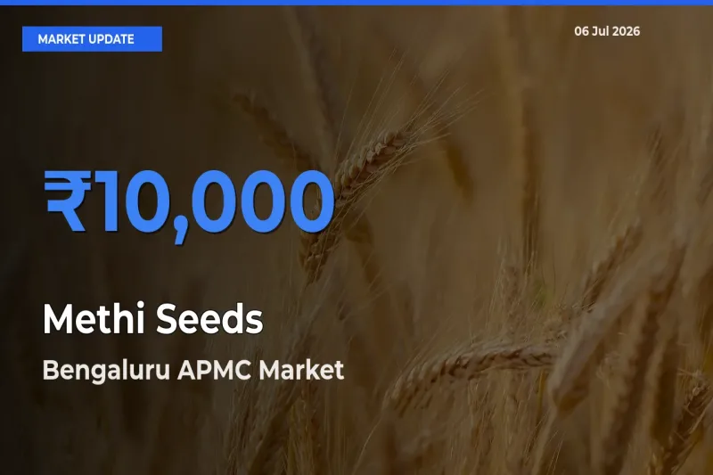 Bengaluru APMC Tops Methi Seeds Mandi Rates Today