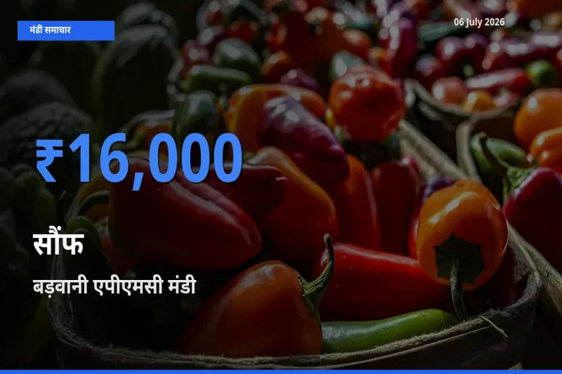 आज का मंडी भाव: सौंफ के सबसे ज़्यादा दाम बड़वानी एपीएमसी में