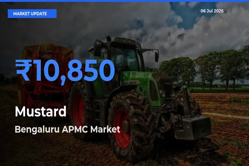 Mustard Mandi Rate Today: Bengaluru APMC Tops the List