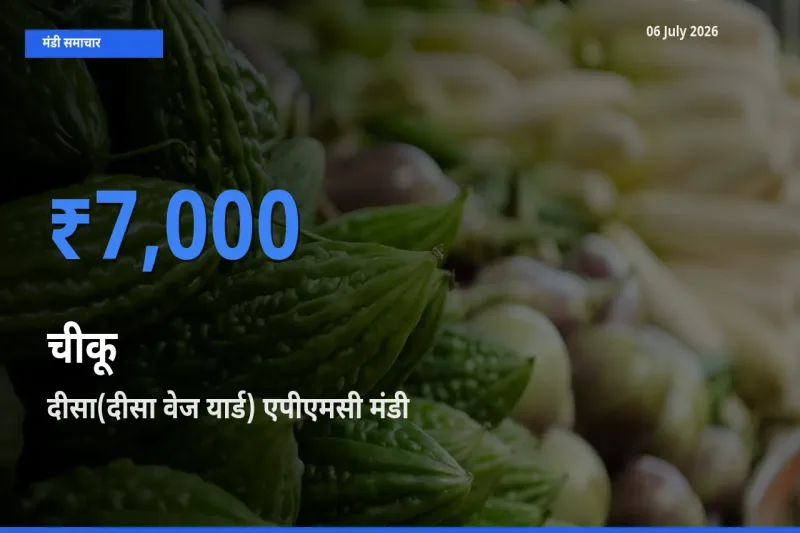 आज चीकू के सबसे ऊँचे दाम ₹7,000 दीसा(दीसा वेज यार्ड) एपीएमसी मंडी में